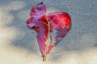 083 plage de la perle.jpg