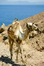 029-Egypt.jpg