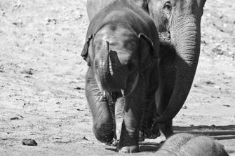 ZOO-9.jpg