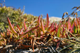 138 Notre Dame de la Serra.jpg